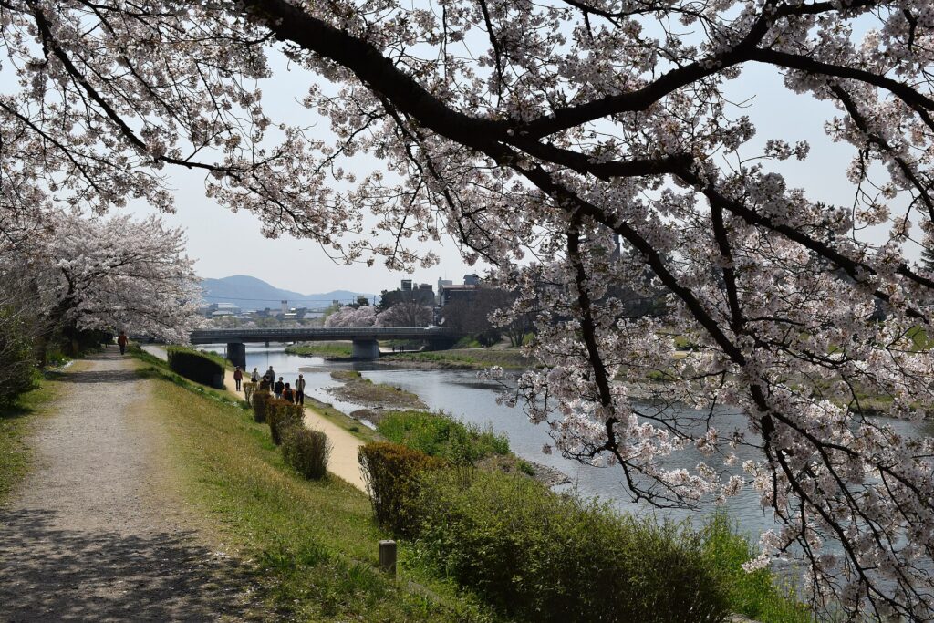 Cherry blossoms along the Philosopher's Path in Kyoto